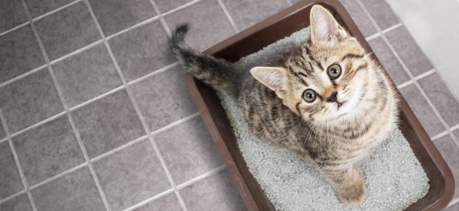 Baño Gato